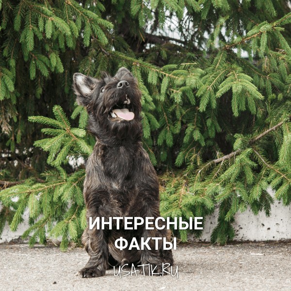 Интересные факты о керн-терьерах