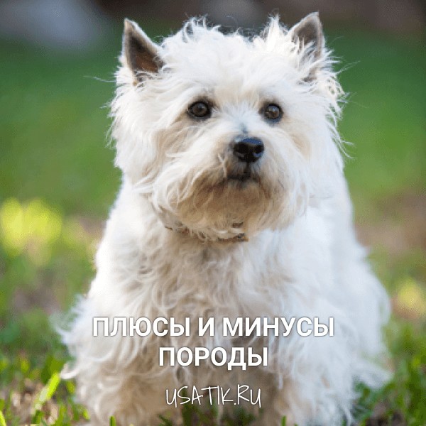 Плюсы и минусы керн-терьеров