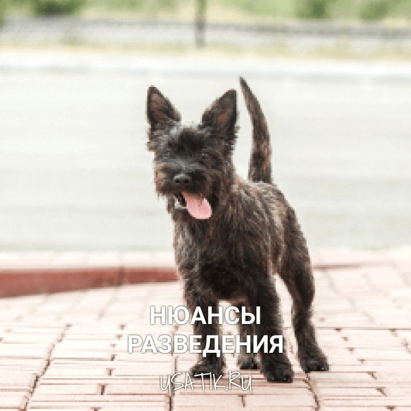 Разведение керн-терьеров