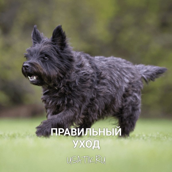 Уход за керн-терьерами