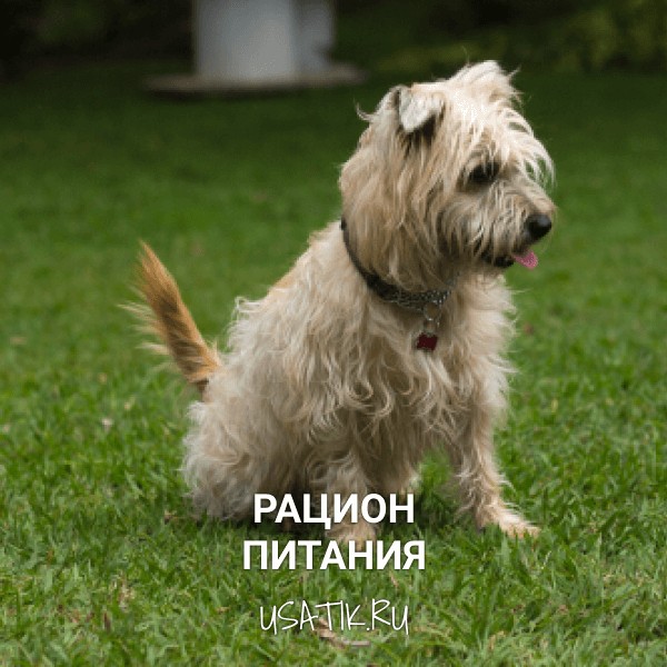 Рацион питания керн-терьеров