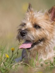 Керн-терьер