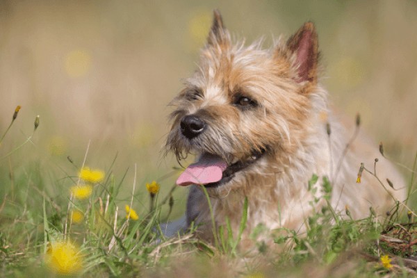 Керн-терьер