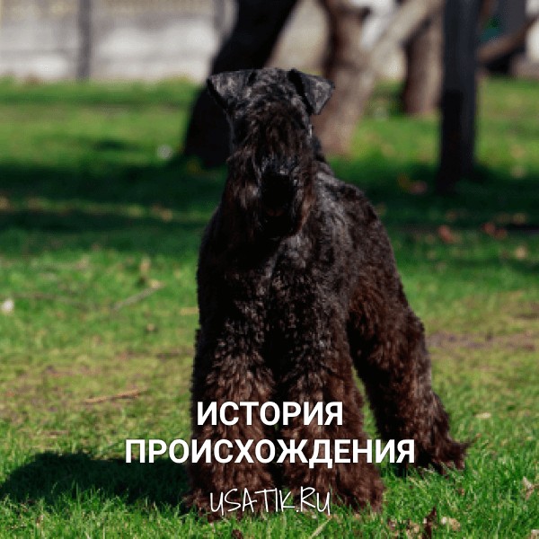 История происхождения керри-блю-терьеров