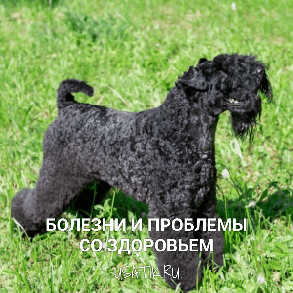 Болезни и проблемы со здоровьем