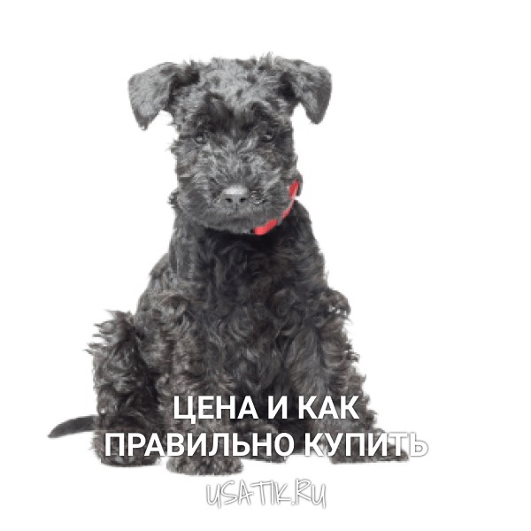 Керри-блю-терьер - цена и как правильно купить