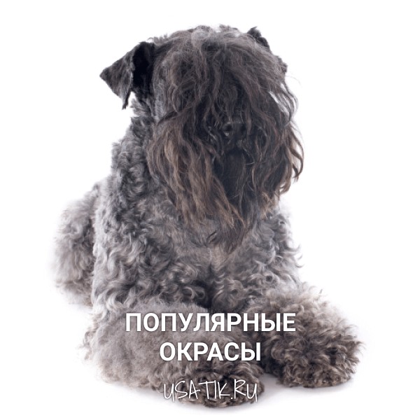 Популярные окрасы керри-блю-терьеров