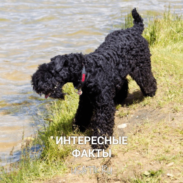 Интересные факты о керри-блю-терьерах