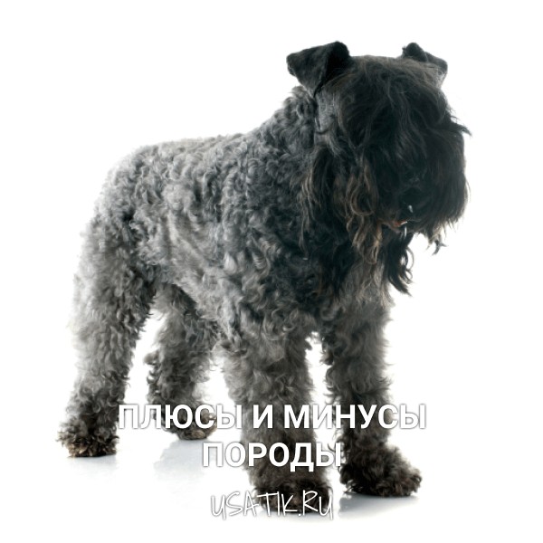 Плюсы и минусы керри-блю-терьеров