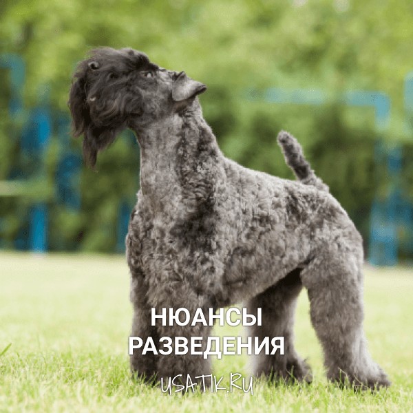 Разведение керри-блю-терьеров