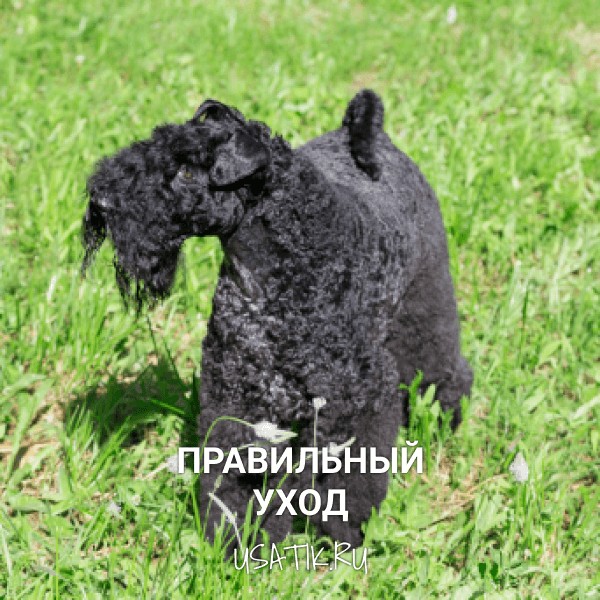 Уход за керри-блю-терьерами