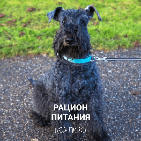 Рацион питания керри-блю-терьеров