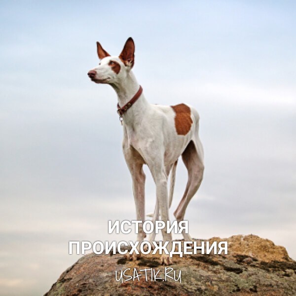 История происхождения поденко ибиценко