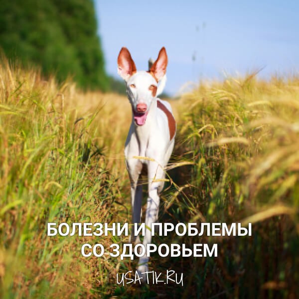 Болезни и проблемы со здоровьем