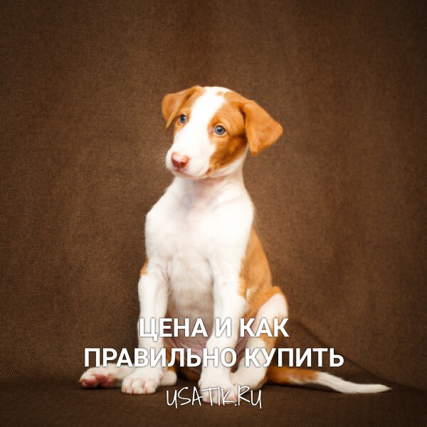 Поденко ибиценко - цена и как правильно купить