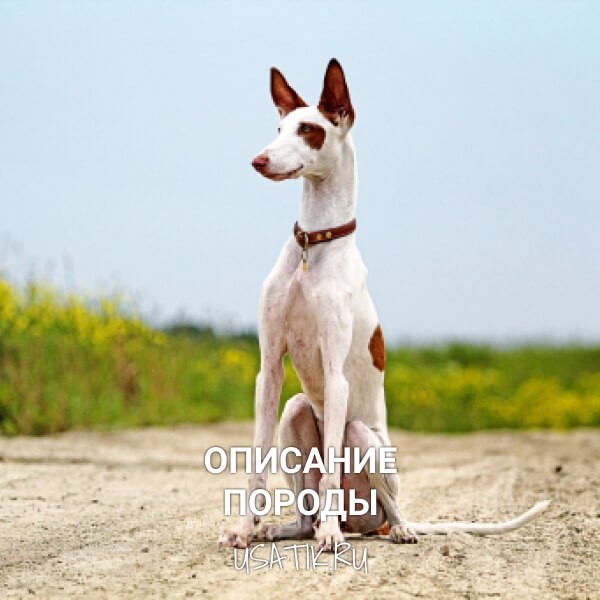 Поденко ибиценко - описание породы