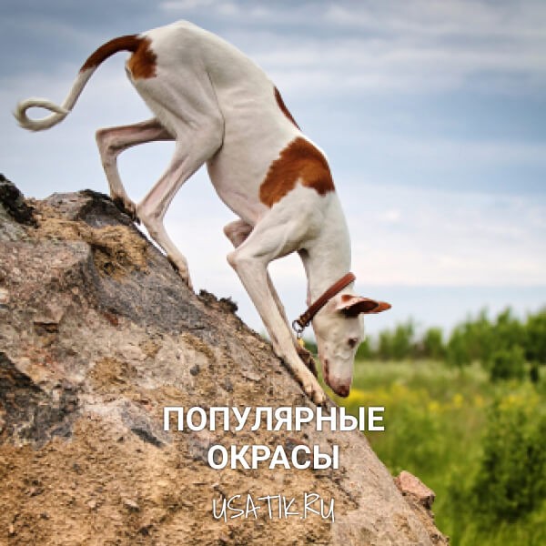 Популярные окрасы поденко ибиценко