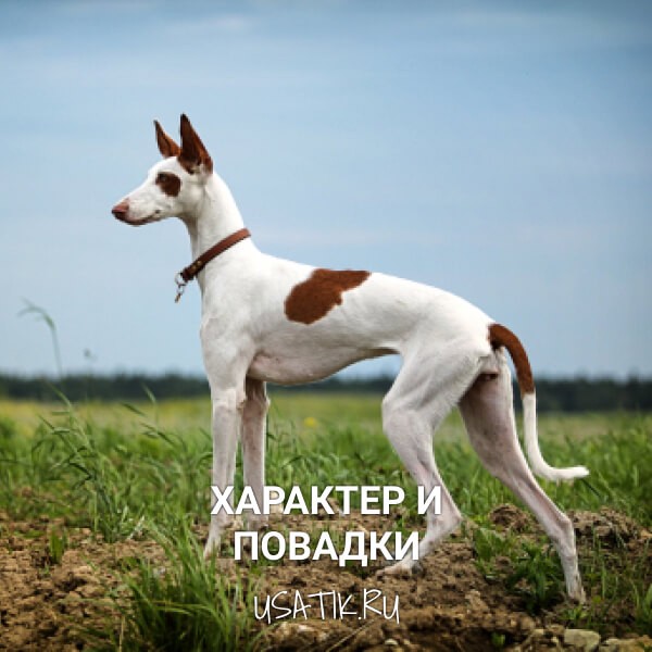 Характер и повадки поденко ибиценко