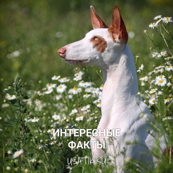 Интересные факты о поденко ибиценко