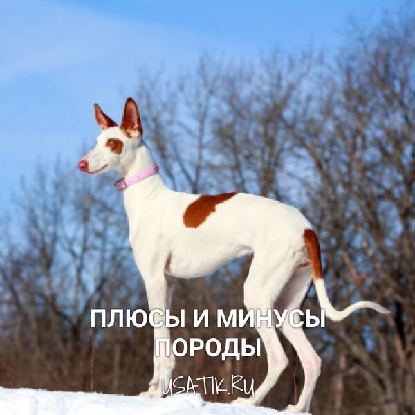 Плюсы и минусы поденко ибиценко