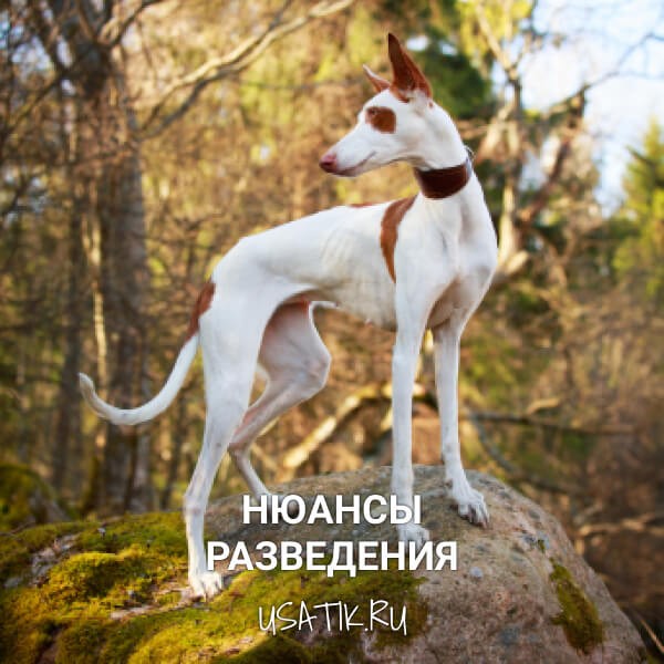 Разведение поденко ибиценко