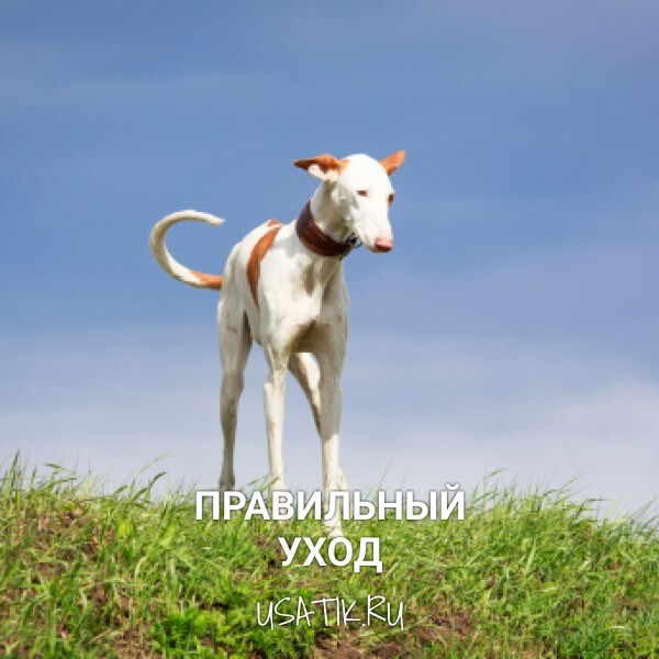 Уход за поденко ибиценко