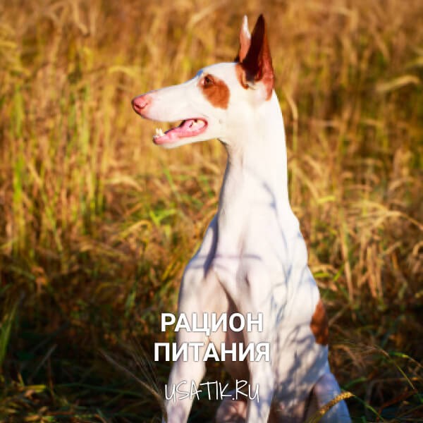 Рацион питания поденко ибиценко