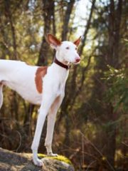 Поденко ибиценко